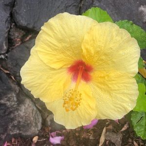 Meet your Posher, Joy